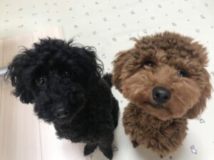 ペットホテル　トイプードル　ロビンちゃんとレブルくん