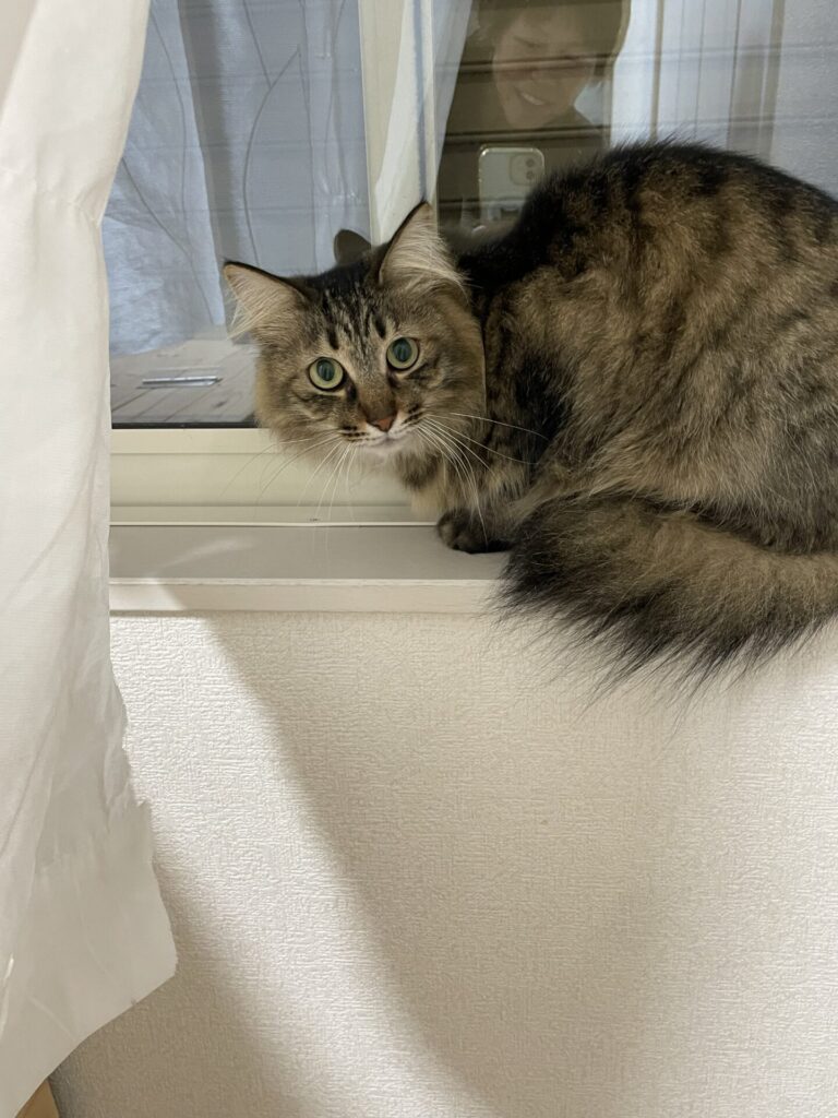 【千葉市・しゃけちゃん、きなこくん、大豆くん、いくらちゃん、ごまくん、ちょびくんのお世話報告】