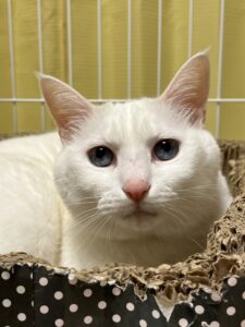 ペットホテル　白猫　ララちゃん