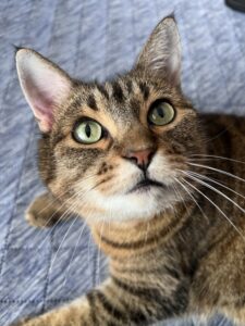 ペットシッター　箕面市　キジ猫　いちこちゃん