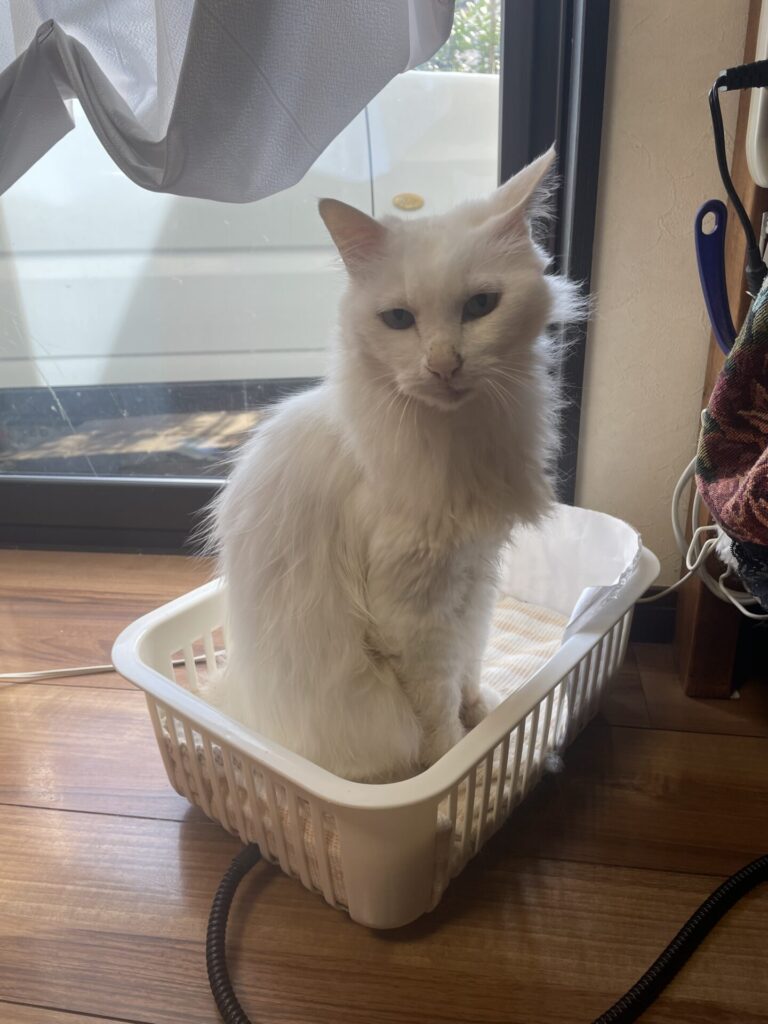 【船橋市・猫】にゃーくん、たまちゃんのお世話報告