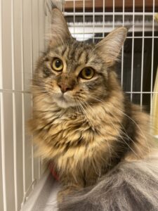 ペットホテル　メインクーンのアポロンくん