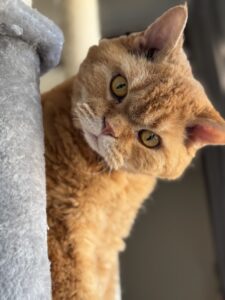 【猫のペットシッター八王子】シンバちゃん達のお世話の様子