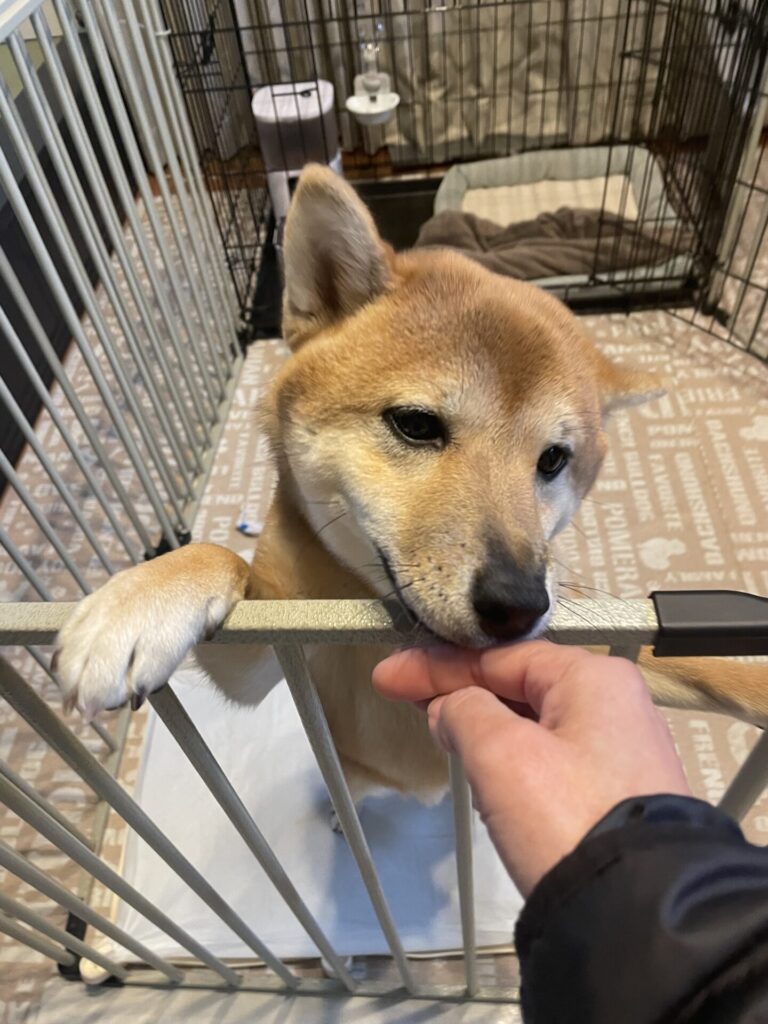 【八千代市・犬】おはよくんのお世話報告