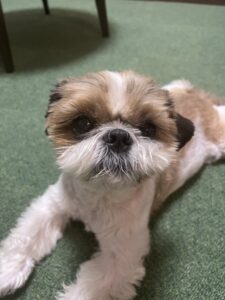 ペットシッター　箕面市　シーズーのゆきちくんとロシアンブルーのセナくん