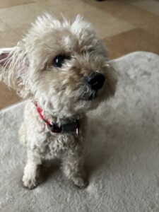 ペットシッター　箕面市　トイプードルのオレオくんとビションフリーゼのわたぼうくん