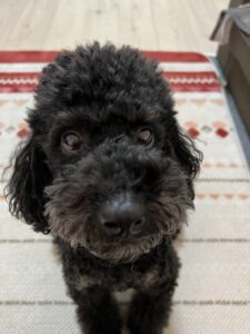 ペットシッター　箕面市　トイプードル　むさしくん