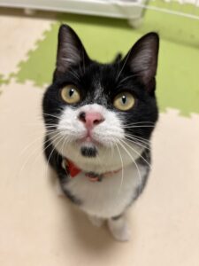 ペットホテル　猫の　結ちゃん