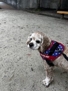 お散歩代行　箕面市　アメリカンコッカースパニエル　バディちゃん