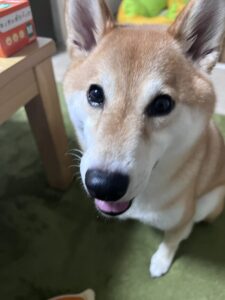 ペットシッター　箕面市　柴犬　ぽんたくん