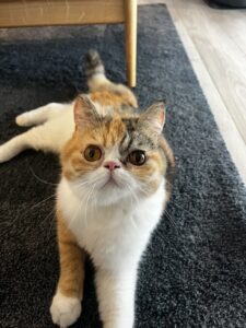 ペットシッター　エキゾチックショートヘアのむぎちゃん