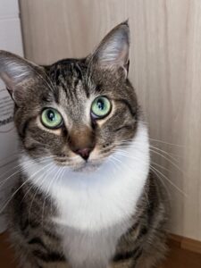 ペットシッター　箕面市　猫のジェットくん