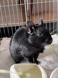 ペットシッター　箕面市　デグーのトムちゃん　コザクラインコのぴっぴちゃんとさくらちゃん　セキセイインコのレモンちゃん