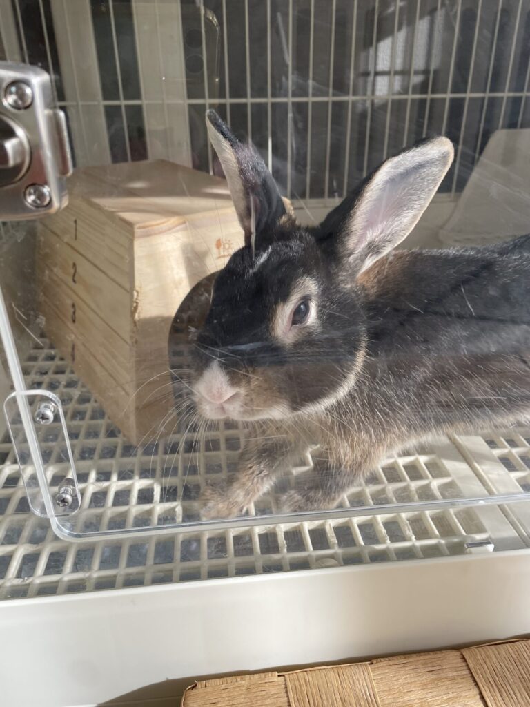 【習志野市・うさぎ】しらすくんのお世話報告