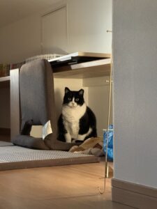 【猫のペットシッター八王子】ぽろちゃんのお世話の様子