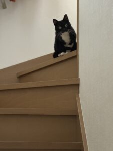 【猫のペットシッター八王子】おはぎちゃんのお世話の様子