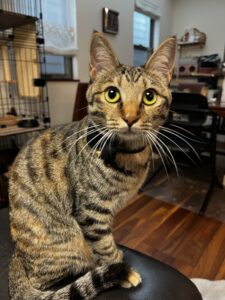 ペットシッター　箕面市　キジ猫のみやこちゃん