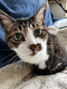 ペットシッター　箕面市　猫ちゃん　リリちゃんとアメくん