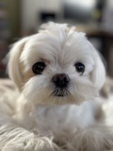 【犬のペットシッター】ダーシちゃんのお世話の様子