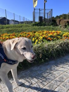 散歩代行　箕面市　ラブラドールレトリーバーのそらくん