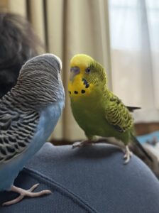 【セキセイインコのペットシッター八王子】いんちゃんのお世話の様子