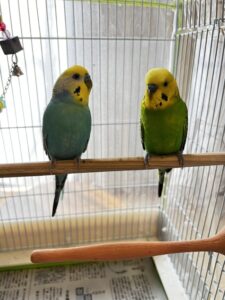 ペットシッター　箕面市　セキセイインコ　ぴーくん　ぴこくん　ぴぴちゃん