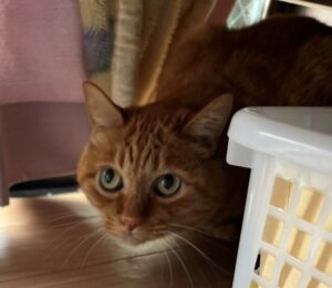 ペットシッター　茨木市　茶トラのトラくんとソマリのリリちゃん