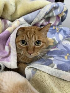 ペットシッター　茨木市　猫ちゃん　トラくんとリリちゃん