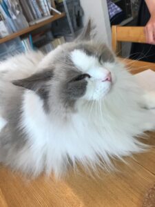 ペットシッター　豊中市　猫ちゃん　ラグドールのくう君　