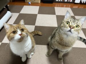 ペットシッター　ミヌエットの虎太郎くんとスコティッシュフォールドの花ちゃん