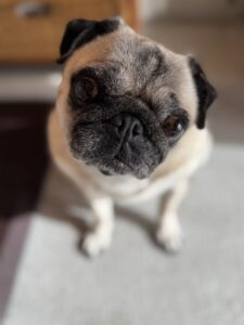 【犬のペットシッター八王子】ななちゃんのお世話の様子