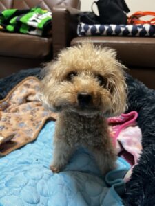 ペットシッター　豊中市　トイプードルのアベリアくん