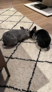 🐇部屋ん歩💨