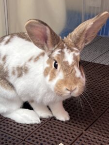 ペットシッター　箕面市　ミニウサギ　ルタちゃん