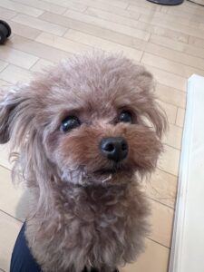ペットシッター　箕面市　トイプードルの紬ちゃん　ポメラニアンのパンプキンちゃん　ノルウェージャンフォレストキャットのシャロンちゃん