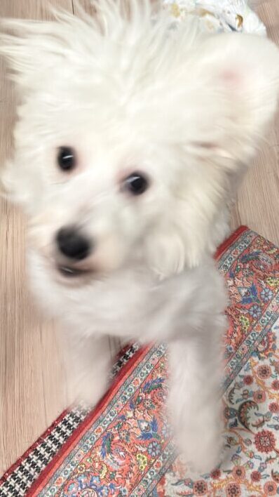 元気な3兄弟🐕　