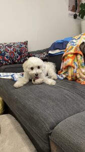 🐶笑顔100点満点