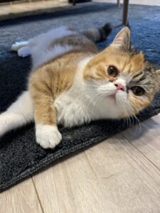 ペットシッター　吹田市　エキゾチックショートヘア　むぎちゃん