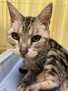ペットホテル　アメリカンショートヘアのとめちゃん　スコティッシュフォールドのサツキくん