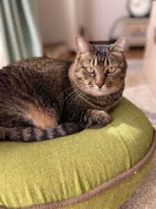 ペットシッター　箕面市　猫ちゃんのふくちゃんともぐくん