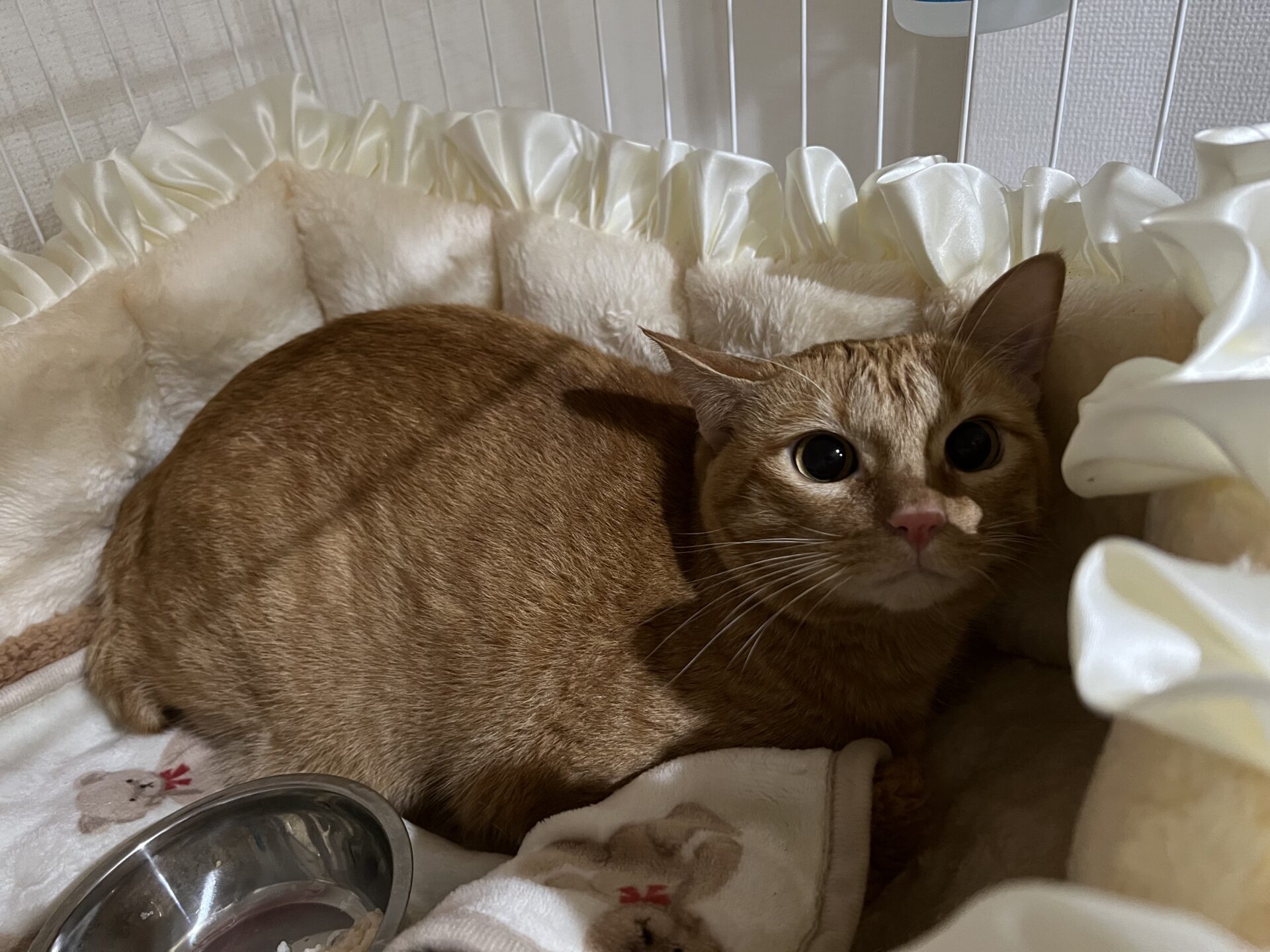 新規♪うにちゃん　ショートコースのご依頼♪