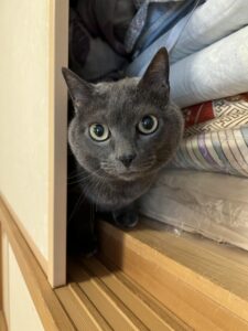 ペットシッター　吹田市　猫のネオくん