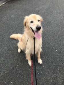 ペットシッター　茨木市　ラブラドール　レオンくん　