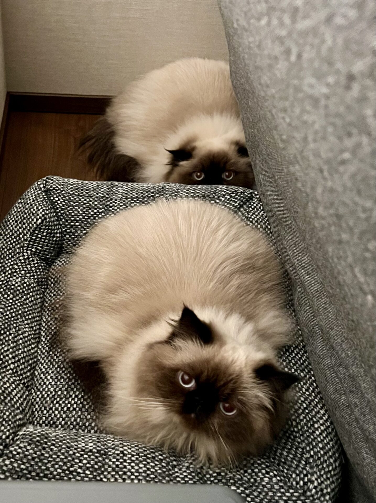 うりちゃん　ビワちゃん　ショートコース　リピートのご依頼♪