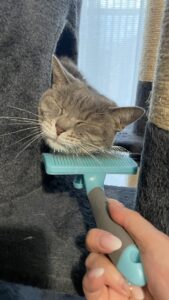 😺ブラッシング大好き☺️