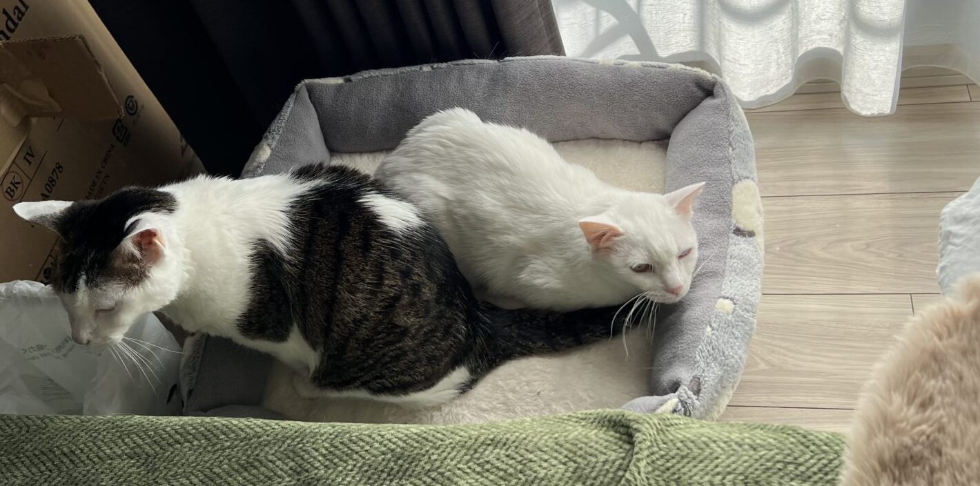 ケン君　しろちゃん　ショートコースのご利用♪リピートのご依頼♪