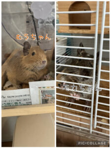 船橋市　むうちゃん・モカちゃん