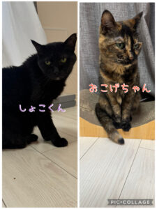 船橋市　しょこ君・おこちゃん