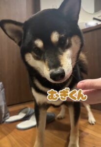 船橋市　むぎ君のお散歩代行