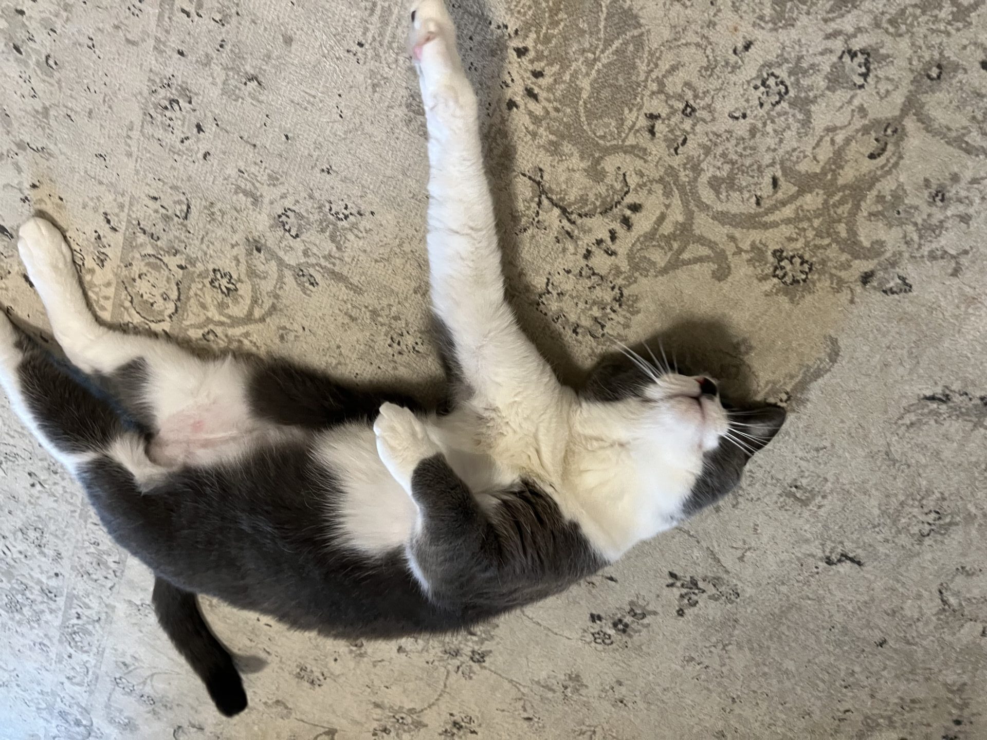 Repeat♪Stella chan short course use!!(リピート♪ステラちゃんショートコース利用）